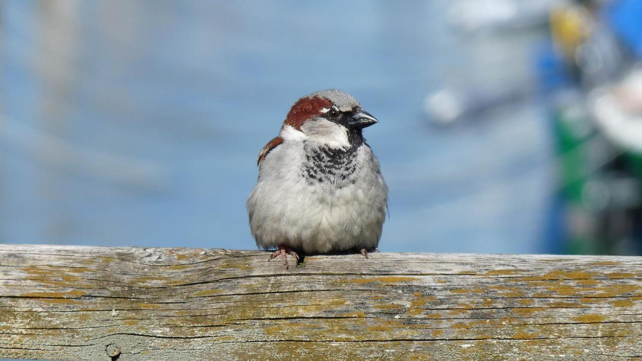 Ferienwohnung Roth Am Naturschutzgebiet Bodensee Eriskircher Ried 外观 照片